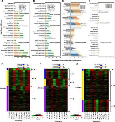 RNA-Seq and Gene Regulatory Network Analyses Uncover Candidate Genes in the Early Defense to Two Hemibiotrophic Colletorichum spp. in Strawberry